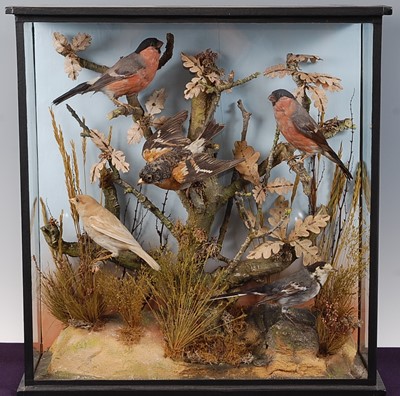 Lot 711 - * A taxidermy group of five birds to include a...