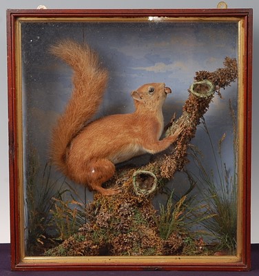 Lot 712 - * An early 20th century taxidermy Red Squirrel...