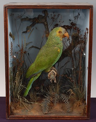 Lot 714 - * A late Victorian taxidermy Yellow-faced...