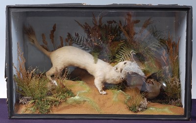 Lot 715 - * A taxidermy pair of Ermine Stoat (Mustela...