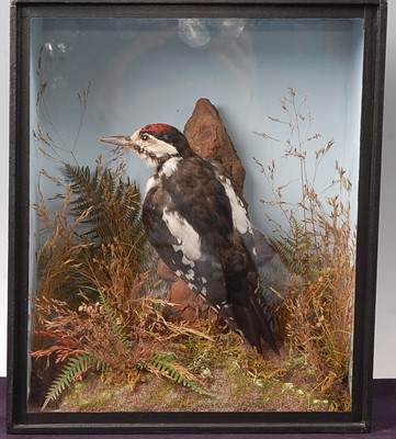 Lot 716 - * A Victorian taxidermy Lesser-spotted...