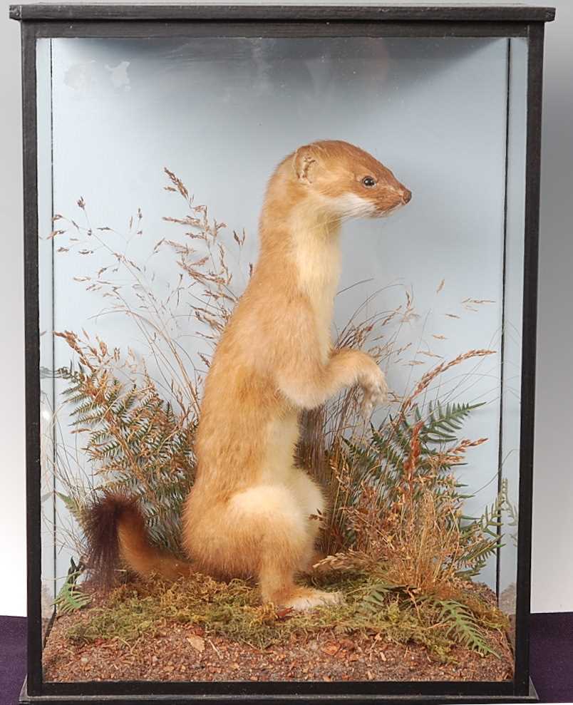 Aggressive Stoat Hover Stoat