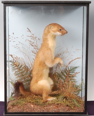 Lot 734 - * A taxidermy Stoat (Mustela erminea) in...