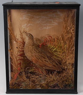 Lot 735 - * An early 20th century taxidermy Corn crake...