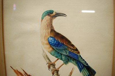 Lot 1389 - *Sarah Stone (1760-1844) - Guianan cock-of-the-...