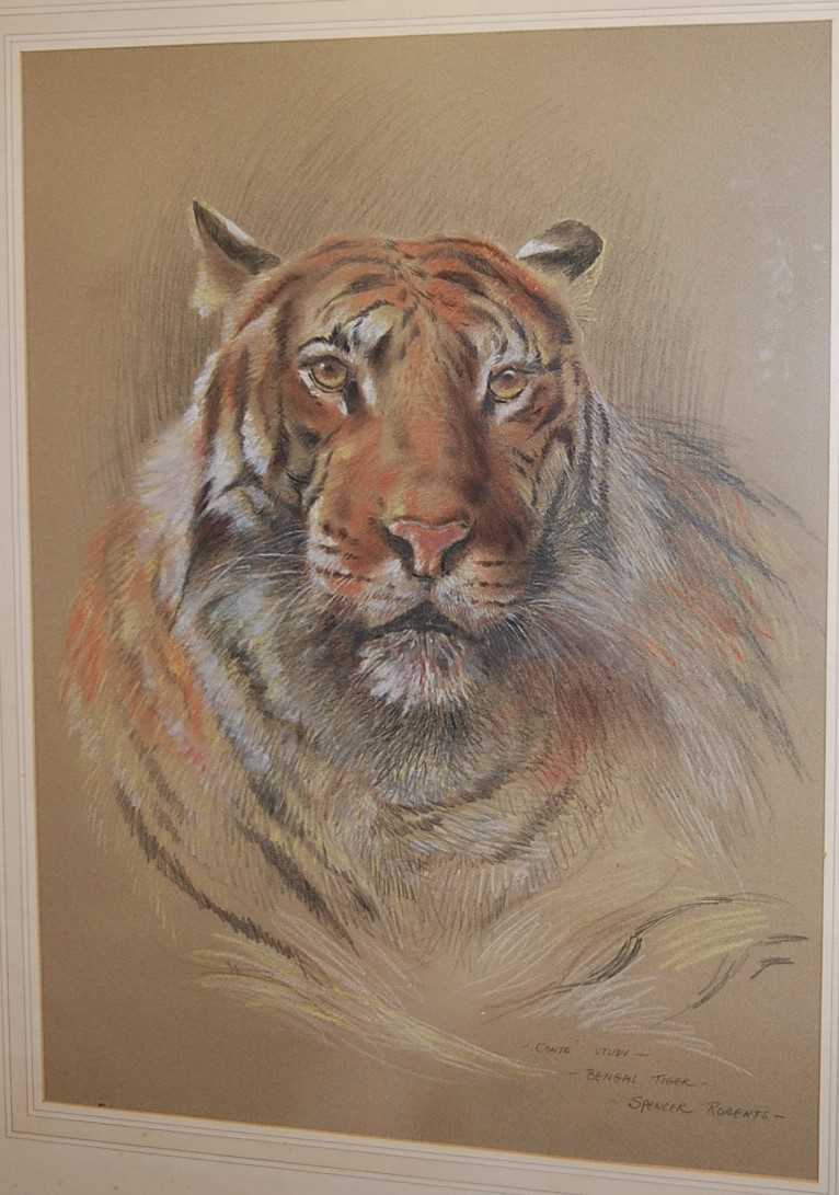 Lot 1028 - Spencer Roberts - Bengal Tiger, pastel, signed...