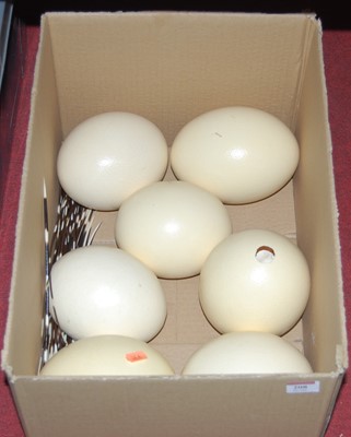 Lot 208 - A collection of seven loose ostrich eggs,...