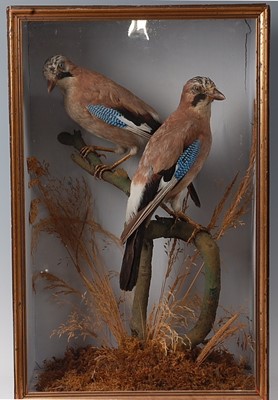 Lot 740 - A brace of late Victorian taxidermy Jays...