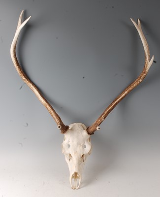 Lot 741 - A pair of stag antlers on upper skull mount, w....