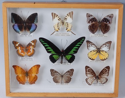 Lot 749 - Lepidopterology, a collection of nine...