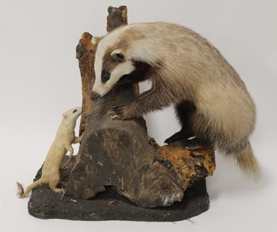 Lot 746 - A taxidermy Badger (Meles meles), mounted on a...