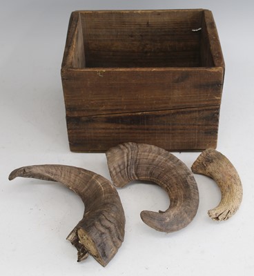 Lot 514 - * A pair of ram's horns, approx 20cm; together...