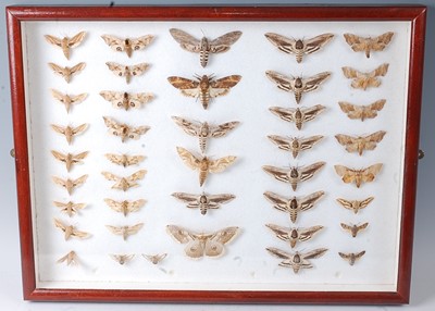 Lot 750 - Lepidopterology, a collection of forty various...