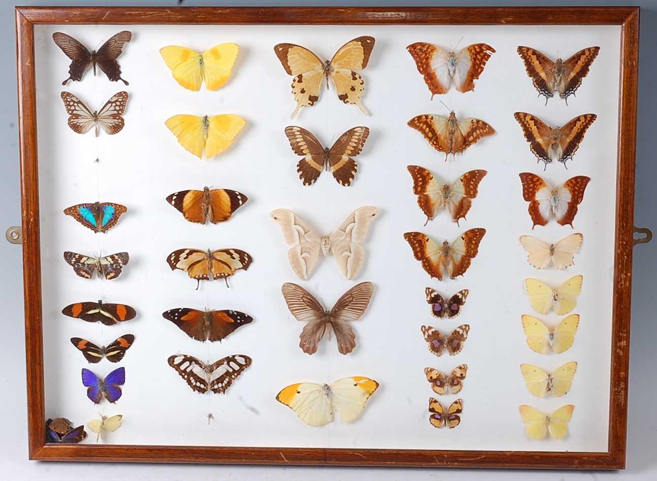 Lot 751 - Lepidopterology, a collection of thirty seven...