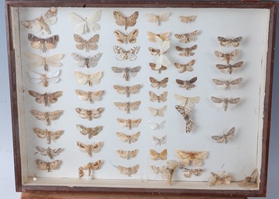 Lot 753 - Lepidopterology, a collection of butterflies...