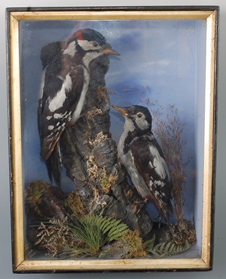 Lot 2708 - A brace of Victorian taxidermy Greater Spotted...