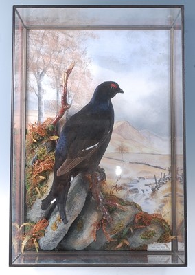 Lot 2690 - A taxidermy Black Grouse (Lyrurus tetrix) full...