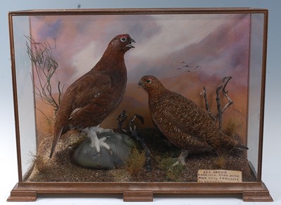 Lot 2691 - A brace of taxidermy Red Grouse (Lagopus...