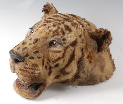 Lot 2707 - An early 20th century taxidermy Bengal Tiger...