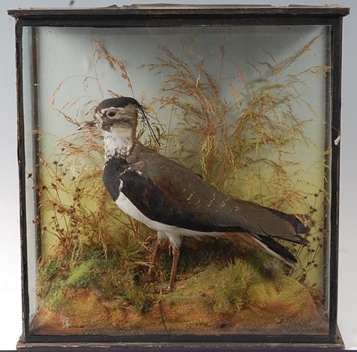 Lot 2705 - An early 20th century taxidermy Lapwing...