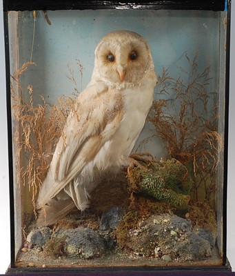 Lot 2704 - An early 20th century taxidermy Barn Owl (Tyto...