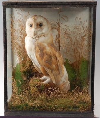 Lot 2702 - An early 20th century taxidermy Barn Owl (Tyto...