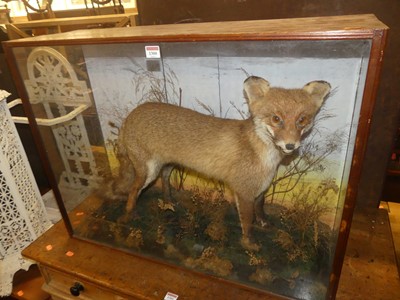 Lot 2701 - An early 20th century taxidermy Fox (Vulpes...