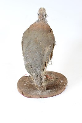 Lot 8 - A 20th century taxidermy bird on circular...