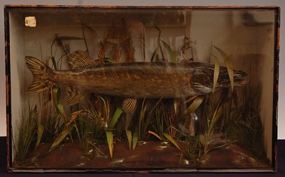 Lot 2715 - An early 20th century taxidermy pike (Esox...