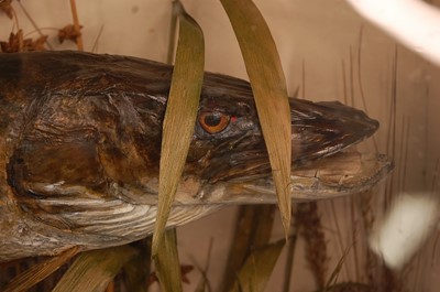 Lot 2715 - An early 20th century taxidermy pike (Esox...