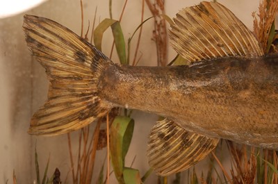 Lot 2715 - An early 20th century taxidermy pike (Esox...