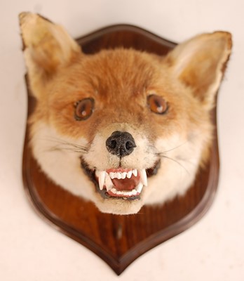 Lot 2697 - A taxidermy Fox (Vulpes vulpes) mask, mounted...