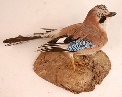 Lot 2696 - A  taxidermy Jay (Garrulus glandarius),...