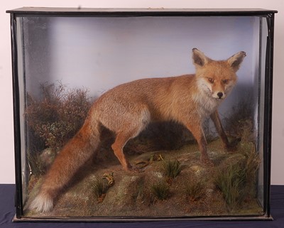 Lot 2695 - An early 20th century taxidermy Fox (Vulpes...