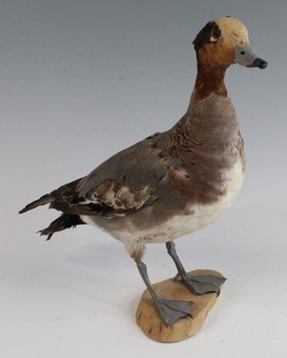 Lot 2698 - A taxidermy Male Eurasion Widgeon (Anas...