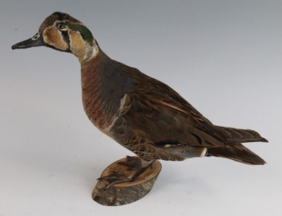 Lot 2699 - A taxidermy Male Eurasion Widgeon (Anas...