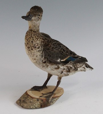 Lot 2694 - A taxidermy Female Teal (Anas crecca), mounted...