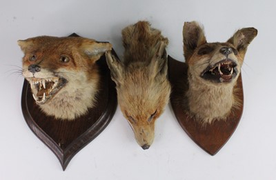 Lot 2711 - An early 20th century taxidermy Fox (Vulpes...