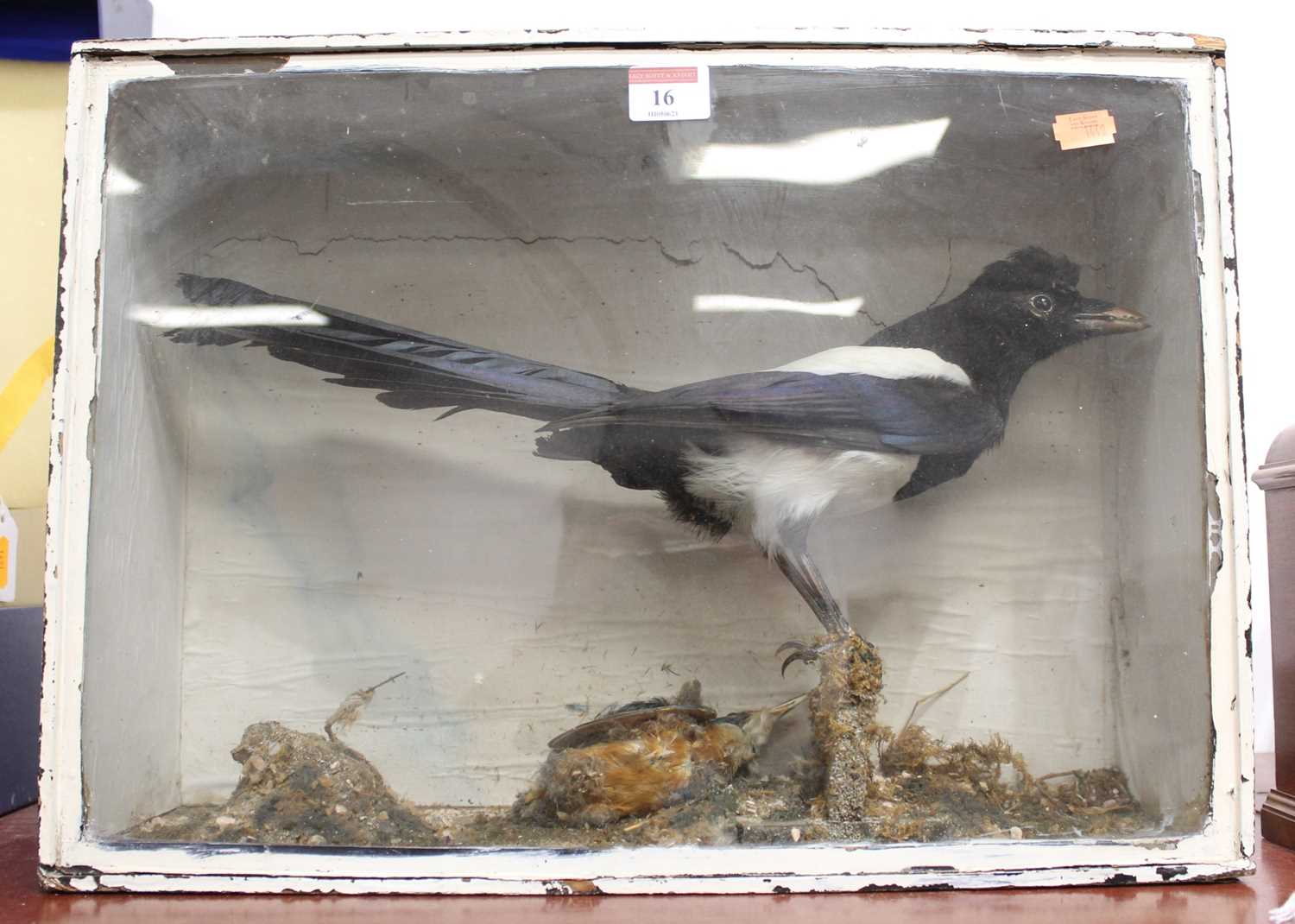 Lot 16 - A 20th century taxidermy magpie and kingfisher,...