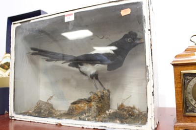 Lot 16 - A 20th century taxidermy magpie and kingfisher,...