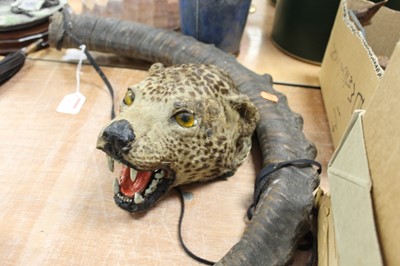 Lot 143 - A taxidermy leopard head, h.24cm; together...