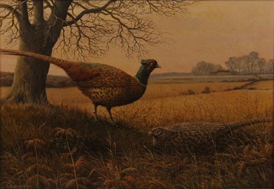 Lot 347 - S.G. Anderson - Pheasants, oil on canvas,...