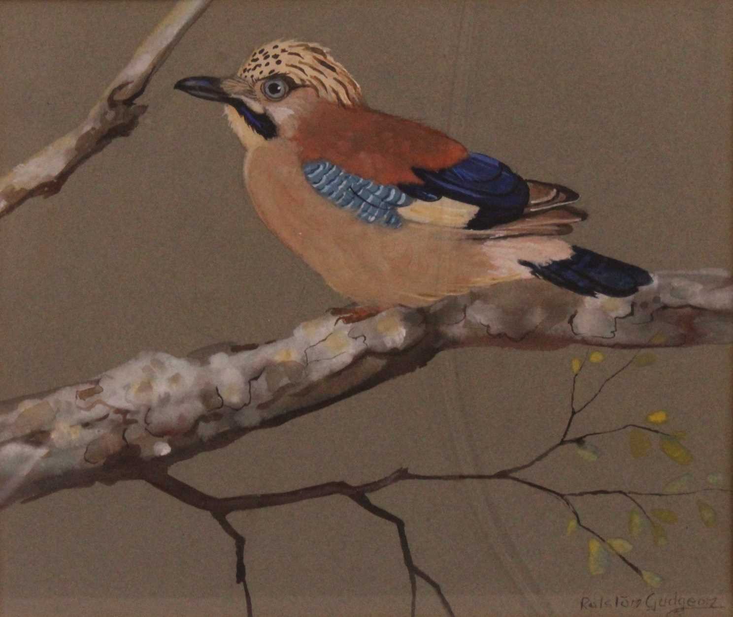 Lot 320 - Ralston Gudgeon (1910-1984) - Bluejay, gouache...