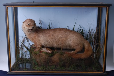 Lot 370 - An early 20th century taxidermy Otter (Lutra...