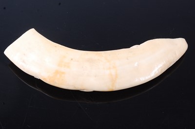 Lot 198 - A boar's tusk, carved with a crocodile and...