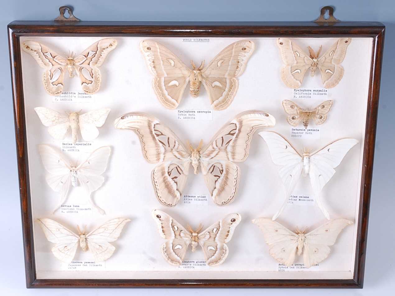 Lot 397 - Lepidopterology, a collection of eleven World...