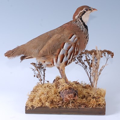 Lot 395 - A taxidermy Partridge (Perdix perdix), mounted...