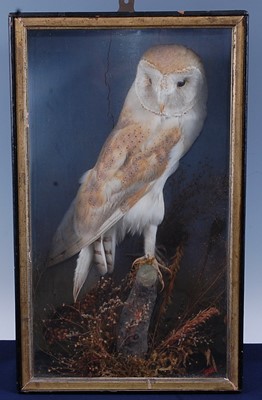 Lot 402 - An early 20th century taxidermy Barn Owl (Tyto...