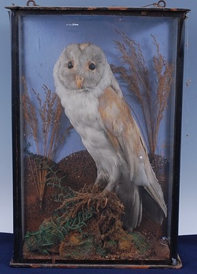 Lot 382 - An early 20th century taxidermy Barn Owl (Tyto...