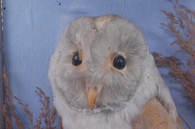 Lot 382 - An early 20th century taxidermy Barn Owl (Tyto...